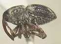 Calandrinus grandicollis