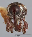Calandrinus insignis - photo 4