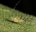 Common Birch Aphid