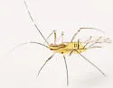 Calaphis betulella