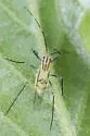 Calaphis betulella - photo 2