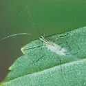 Calaphis betulella - photo 3