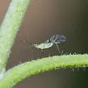 Calaphis betulella - photo 4