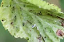 Calaphis betulella - photo 5
