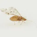 Calaphis flava - photo 2