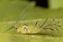Calaphis leonardi