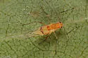 Calaphis leonardi - photo 2