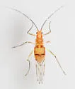 Calaphis leonardi - photo 3