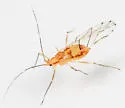 Calaphis leonardi - photo 4