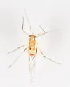 Calaphis leonardi - photo 5