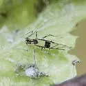 Blotched River Birch Aphid