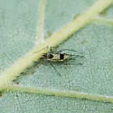 Blotched River Birch Aphid - photo 2