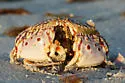 Flame-streaked Box Crab