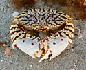 Flame-streaked Box Crab - photo 2