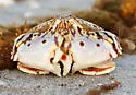 Flame-streaked Box Crab - photo 3