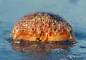 Flame-streaked Box Crab - photo 4