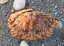 Flame-streaked Box Crab - photo 5