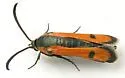Calasesia coccinea - Hodges#2544 - photo 2