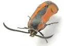 Calasesia coccinea - Hodges#2544 - photo 4