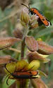 Calasesia coccinea - Hodges#2544 - photo 5