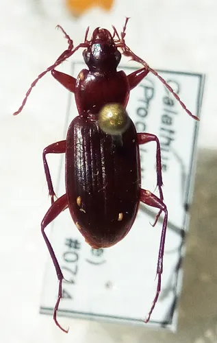 Calathus (Certocalathus) advena