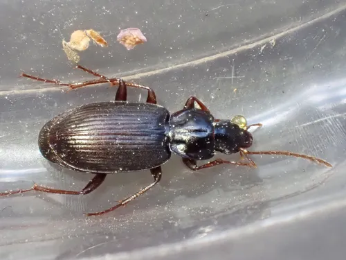 Calathus (Certocalathus) advena - photo 2