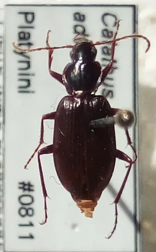 Calathus (Certocalathus) advena - photo 3