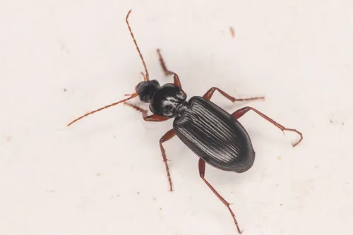 Calathus (Certocalathus) advena - photo 4