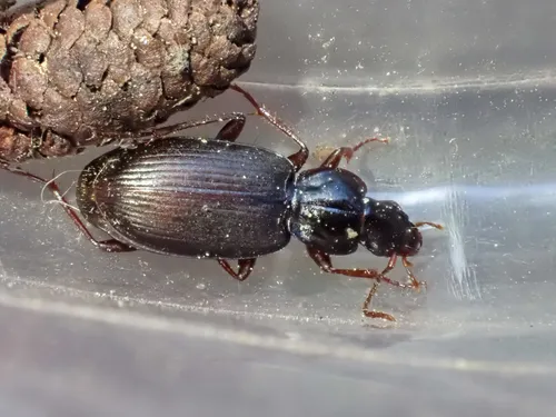 Calathus (Certocalathus) advena - photo 5
