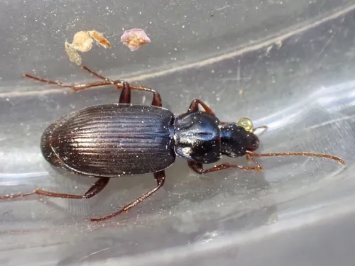 Calathus (Certocalathus) advena - photo 7