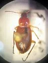 Calathus calceus
