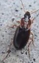 Calathus calceus - photo 2
