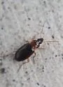 Calathus calceus - photo 3