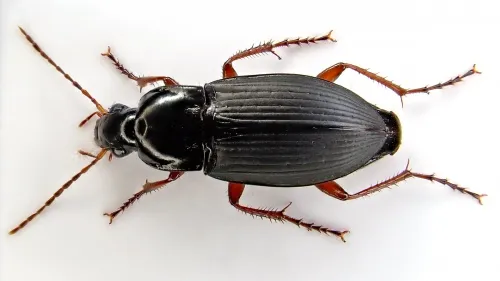 Calathus fuscipes