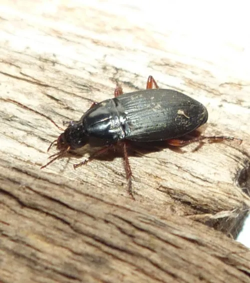 Calathus fuscipes - photo 2