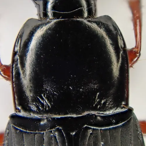 Calathus fuscipes - photo 3