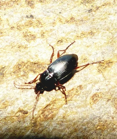 Calathus fuscipes - photo 4