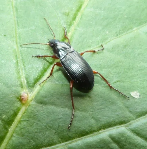 Calathus fuscipes - photo 5