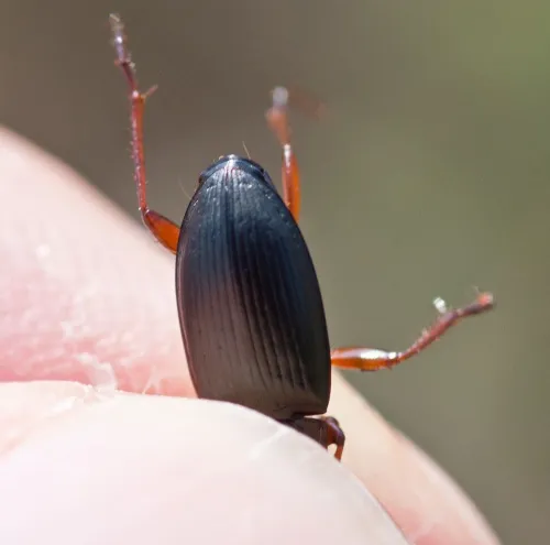 Calathus fuscipes - photo 6