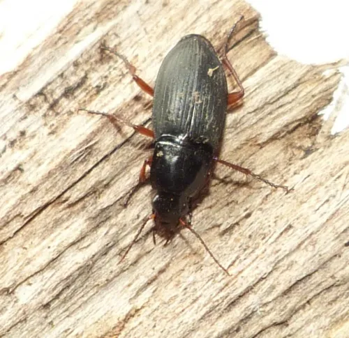Calathus fuscipes - photo 7