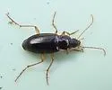 Calathus gregarius