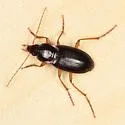 Calathus gregarius - photo 3