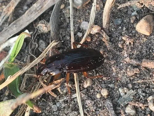 Calathus ingratus