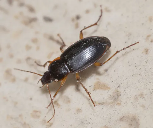 Calathus ingratus - photo 2