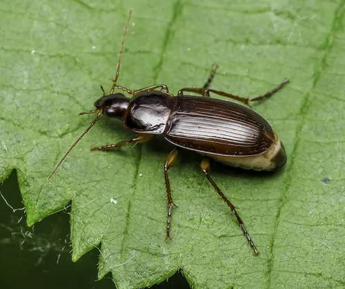 Calathus ingratus - photo 3