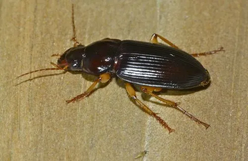 Calathus ingratus - photo 6