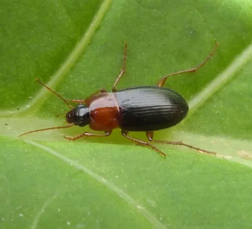 Calathus melanocephalus