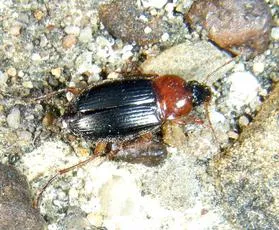 Calathus melanocephalus - photo 2