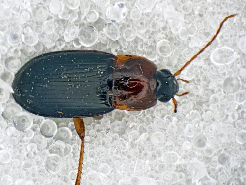 Calathus melanocephalus - photo 3