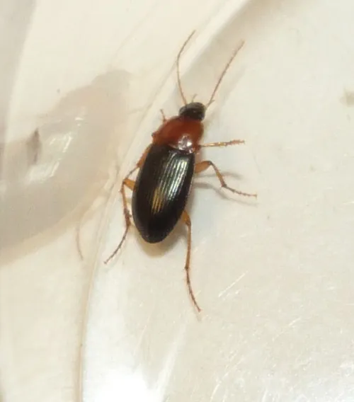 Calathus melanocephalus - photo 4